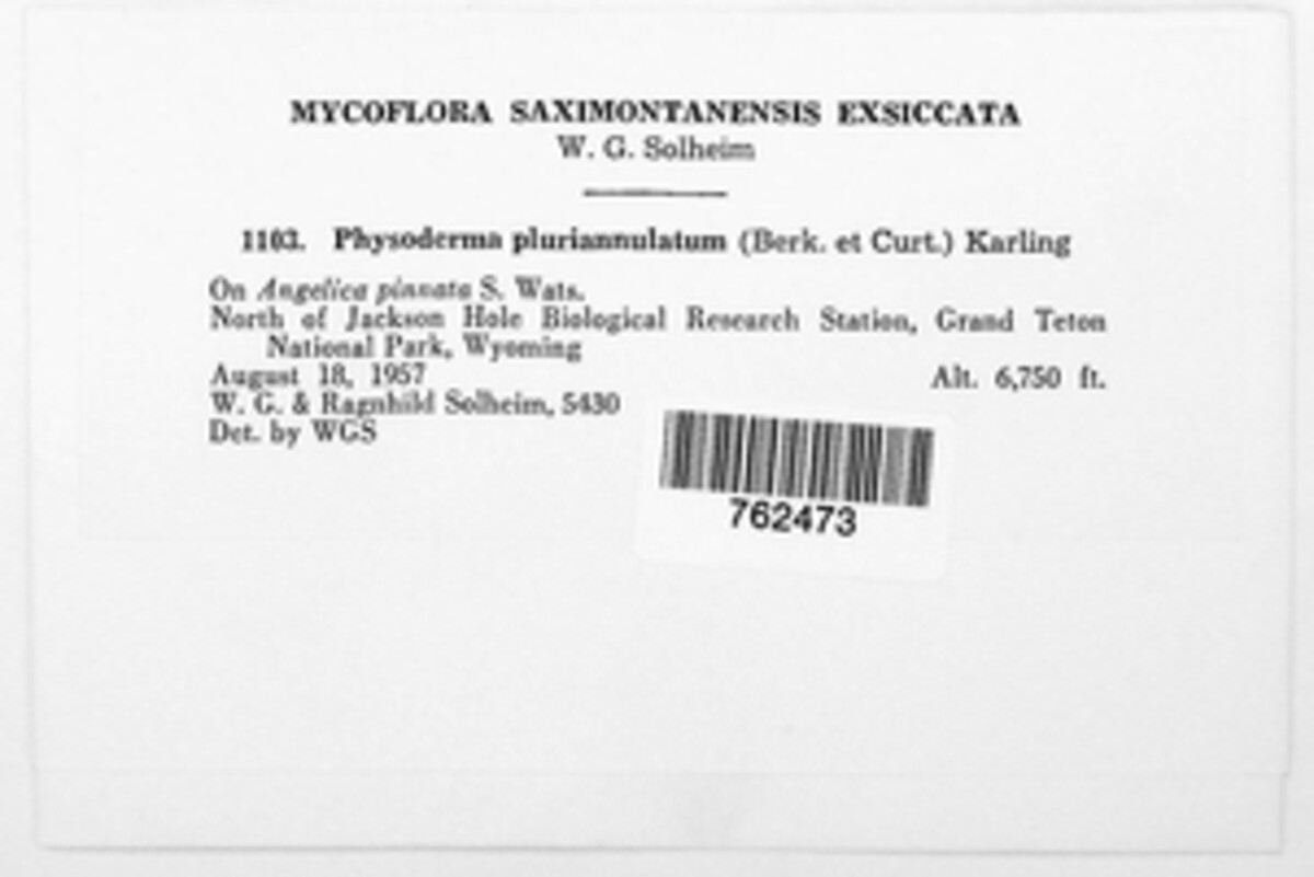 Physoderma pluriannulatum image